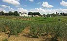Fattoria – organic and sustainable vineyard