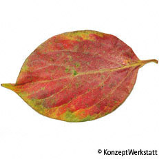 Date-PlumBlatt Herbst