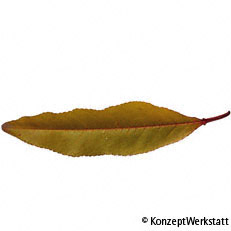 Cherry LaurelBlatt Herbst