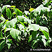 Erscheinungsbild (Bottlebrush Buckeye)