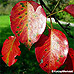 Herbst (Common Pear, Wild Pear)