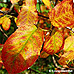 Herbst (Serviceberry, Snowy Mespilus, June Berry)