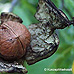 Früchte (Common walnut)