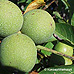 Blätter (Common walnut)