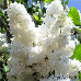 Blüten (Common Lilac)