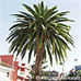 Erscheinungsbild (Canary Island Date Palm)