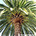 Blätter (Canary Island Date Palm)
