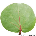 Blatt Unterseite (Sea Grape)