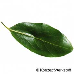 Blatt Oberseite (Bay Laurel, True Laurel, Sweet Bay, Grecian Laurel, Laurel)