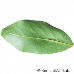 Blatt Unterseite (Bay Laurel, True Laurel, Sweet Bay, Grecian Laurel, Laurel)