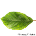 Blatt Oberseite (Alder Buckthorn)