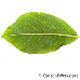 Blatt Unterseite (Alder Buckthorn)