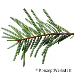 Blatt Unterseite (Grand Fir, Lowland Fir)