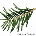 Blatt Oberseite (Grand Fir, Lowland Fir)