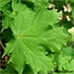 Blätter (Norway Maple)