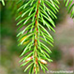 Blätter (Christmas Tree, Norway Spruce)