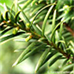 Blätter (European Yew, Common Yew)
