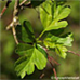 Blätter (Common Hawthorn, Quickthorn)