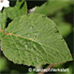 Blätter (Korean Spice Viburnum)