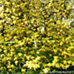 Frühling (Ash-leaved Maple, Box Elder)