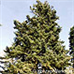 Erscheinungsbild (Greek Fir)