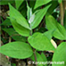 Blätter (Sweet Mock Orange, English Dogwood)