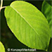 Blätter (Serviceberry, Snowy Mespilus, June Berry)