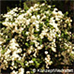 Erscheinungsbild (Bridal Wreath)