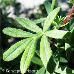 Blätter (Shrubby Cinquefoil, Bush Cinquefoil)