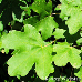 Blätter (Field Maple, Common Maple, Hedge Maple)