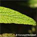 Blätter (Leatherleaf Viburnum)