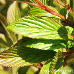 Blätter (Bodnant Viburnum)