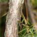 Rinde (Common Juniper)