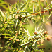Blätter (Common Juniper)