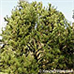 Erscheinungsbild (Bosnian Pine)