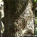 Rinde (Bosnian Pine)