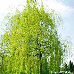 Erscheinungsbild (Golden Weeping Willow)