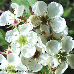 Blüten (Swedish Whitebeam)