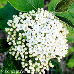 Blüten (Wayfaring Tree)