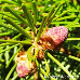 Blüten (Serbian Spruce)