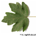 Blatt Oberseite (Field Maple, Common Maple, Hedge Maple)
