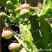 Früchte (Indian Fig Opuntia, Prickly Pear)