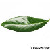 Blatt Oberseite (Cherry Laurel)