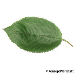 Blatt Oberseite (Bird Cherry)