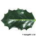 Blatt Oberseite (Common Holly, English Holly)