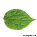 Blatt Oberseite (Sweet Mock Orange, English Dogwood)