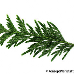 Blatt Oberseite (Giant Arborvitae, Western Red Cedar)