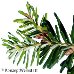 Blatt Oberseite (Korean Fir)