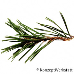 Blatt Oberseite (Dwarf Mountain Pine)