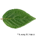 Blatt Oberseite (Burkwood Viburnum)